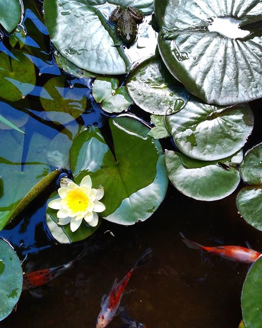 My_pond